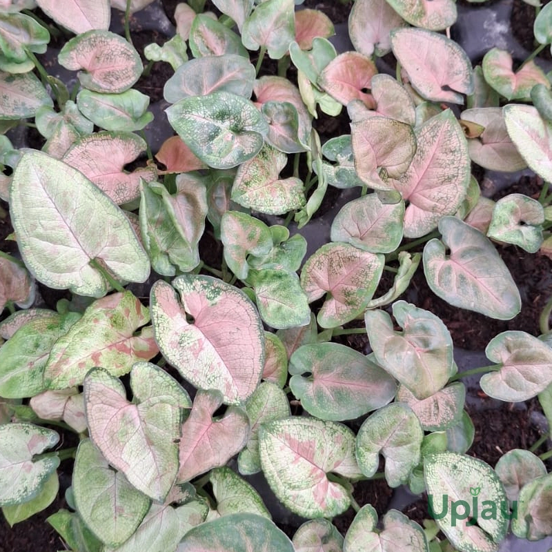 buy-syngonium-confetti-plant-sapling-online
