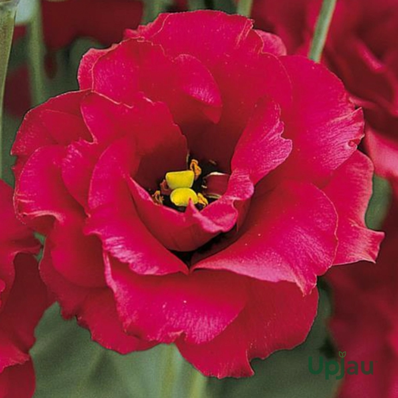 Lisianthus / Eustoma / Nandini Flower Plant (Sapling) Any color (1pcs) - Image 8