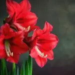 Buy Red Amaryllis Double Petal Bulb online India