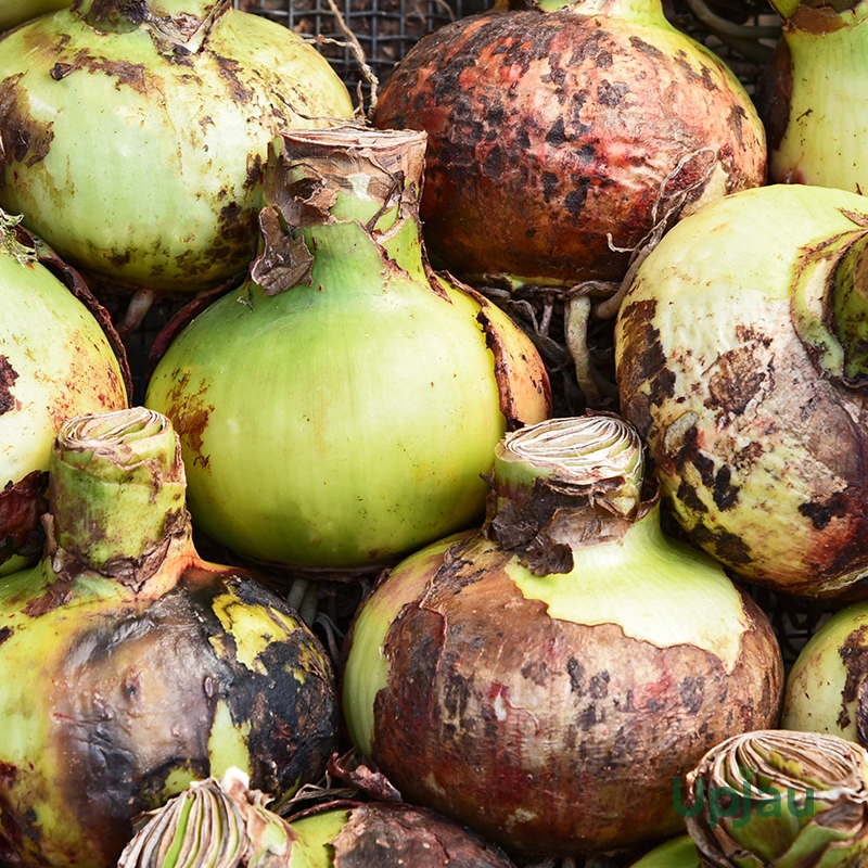 dutch-amaryllis-bulbs-india-indoor-plant