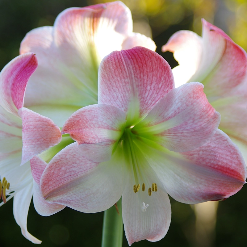 Amaryllis Lily Dutch Mix Colour Bulb - Image 5
