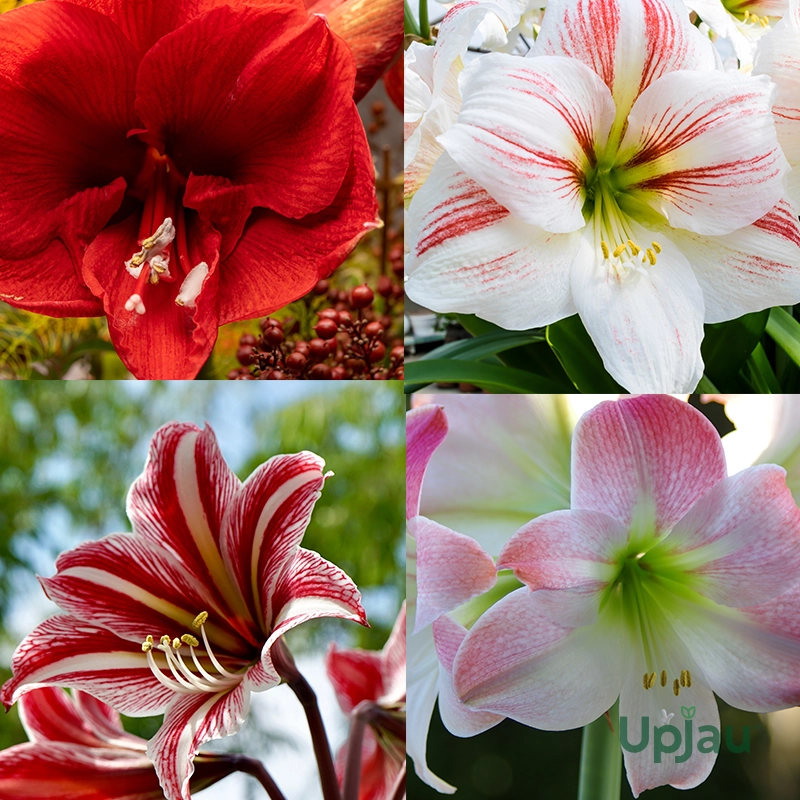 Mixed colour Dutch Amaryllis lily bulbs with large blooming flowers