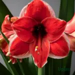 Dutch Amaryllis lily bulbs mix colour blooming flowers