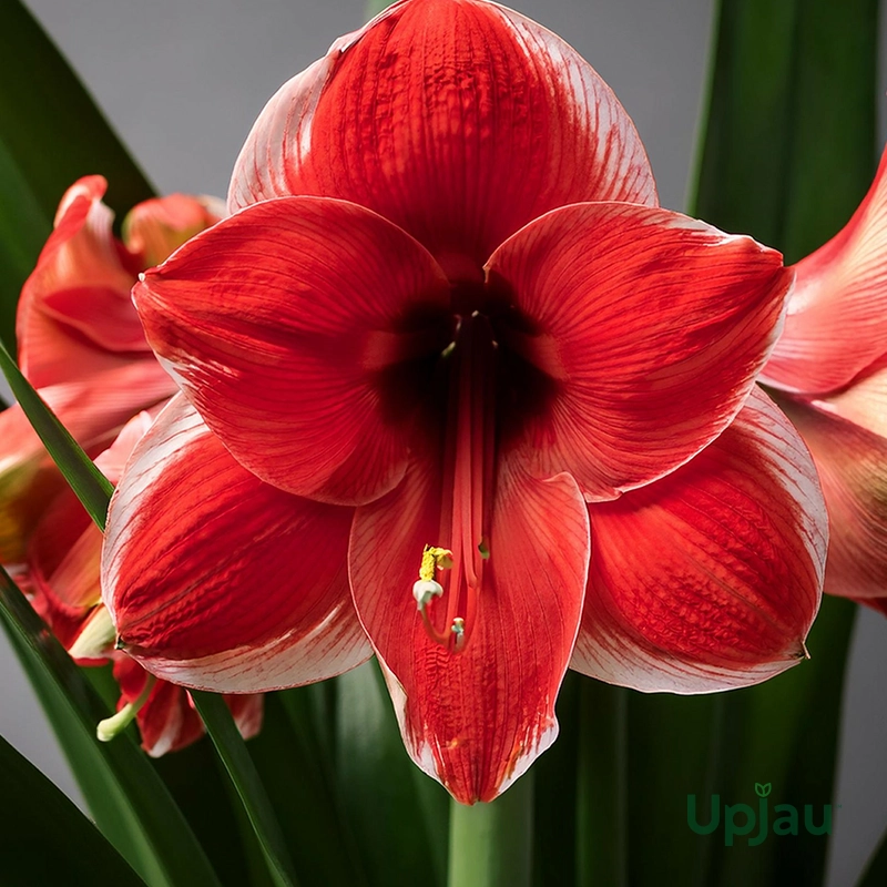 dutch-amaryllis-mix-colour-flowers-closeup