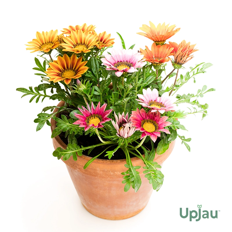 Gazania New Day Sapling (Any Colour) - Image 4