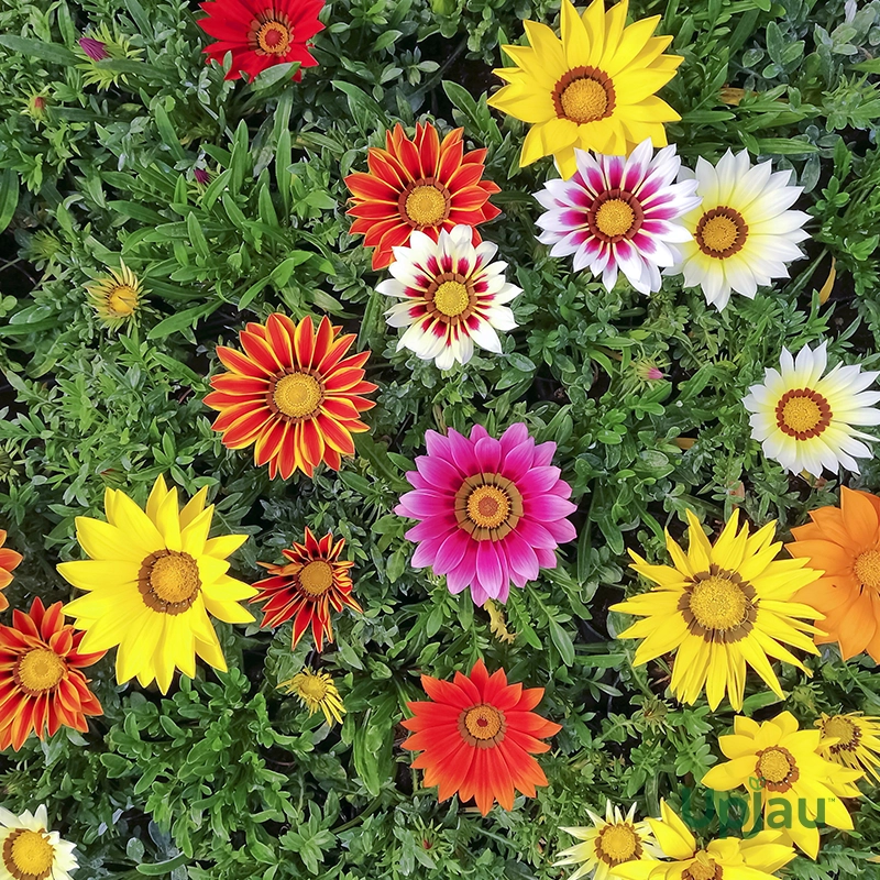 Gazania new day flower sapling