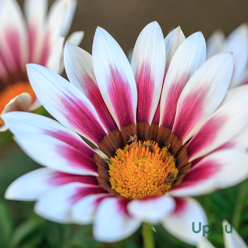 gazania4
