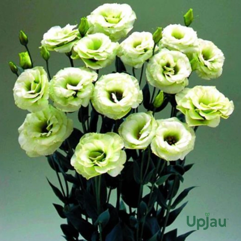 Lisianthus / Eustoma / Nandini Flower Plant (Sapling) Any color (1pcs) - Image 9