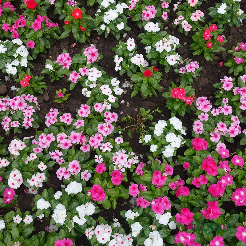 hybrid-vinca-pacifica-sapling-india