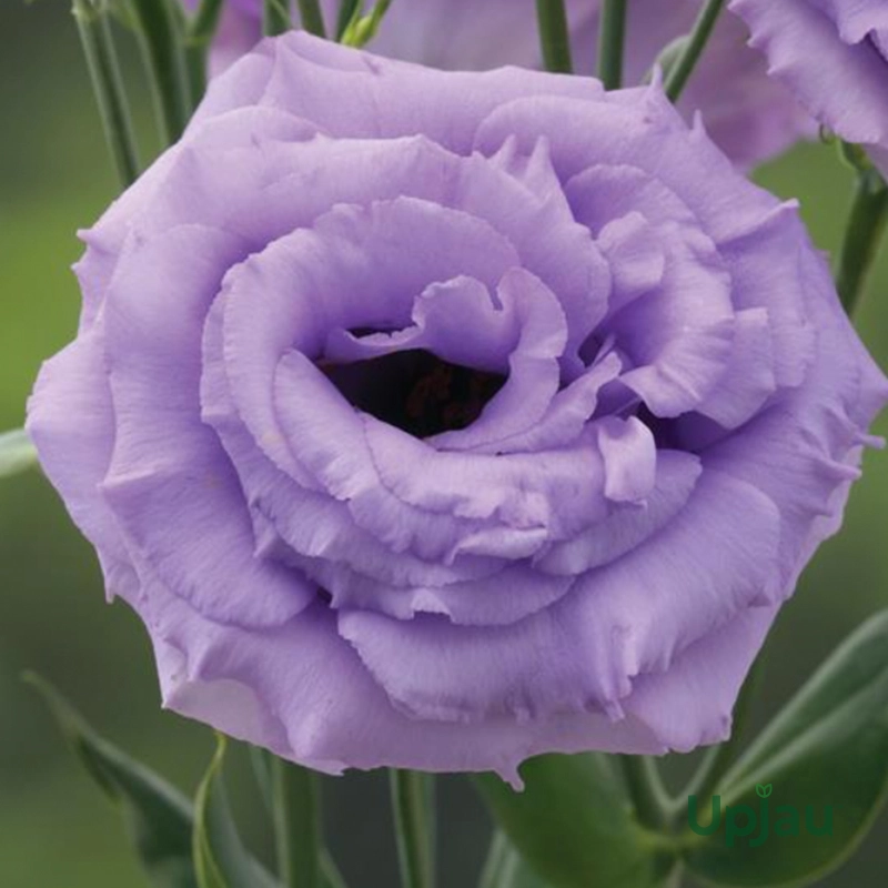 Lisianthus / Eustoma / Nandini Flower Plant (Sapling) Any color (1pcs) - Image 4