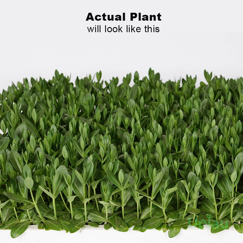 lisianthus-plant-sapling-india