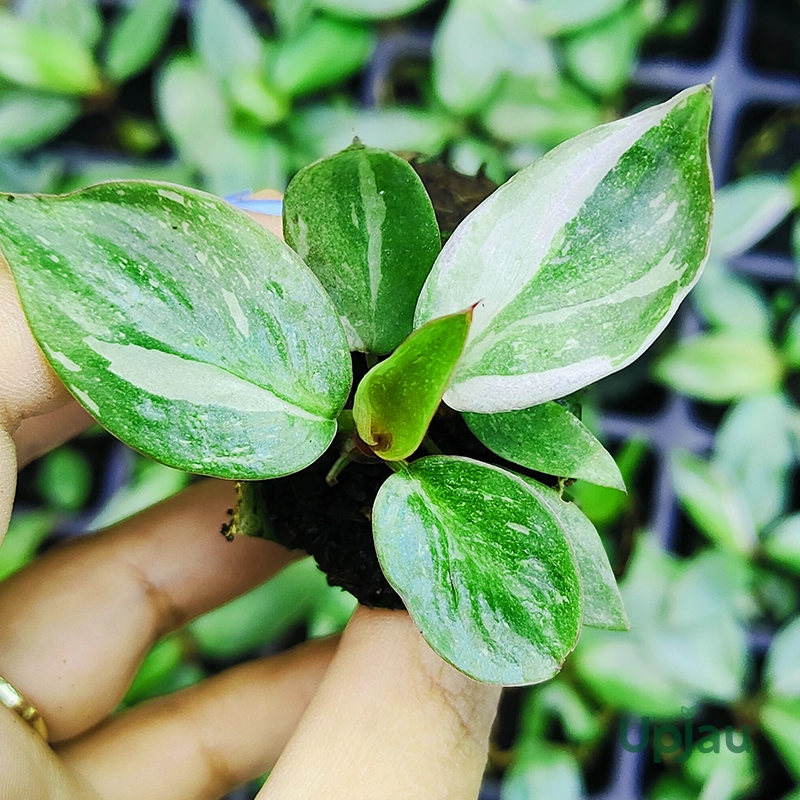 philodendron-white-princess-sapling