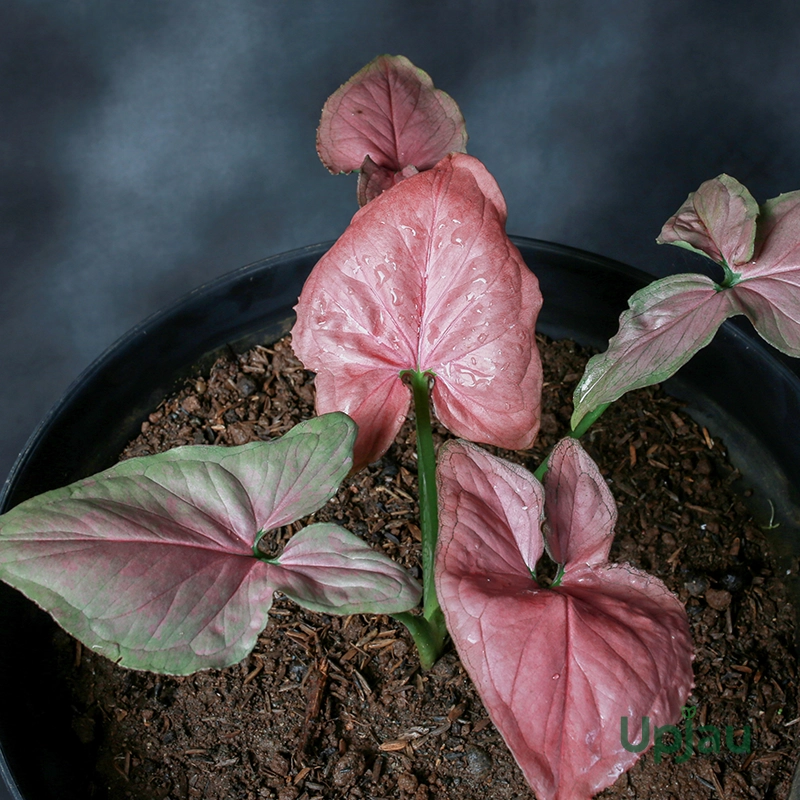 pink-arrowhead-syngonium-indoor-plant