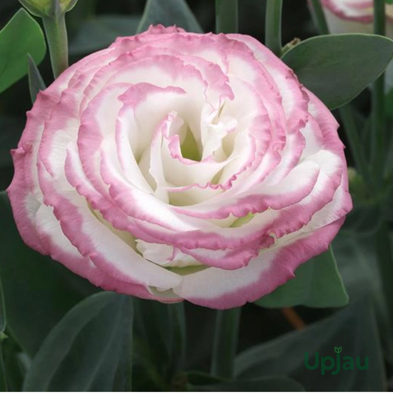Lisianthus / Eustoma / Nandini Flower Plant (Sapling) Any color (1pcs) - Image 6