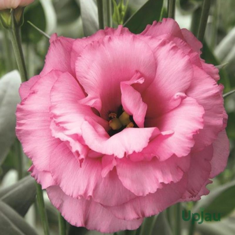 Lisianthus / Eustoma / Nandini Flower Plant (Sapling) Any color (1pcs) - Image 3