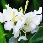 Buy Hedychium White Ginger Lily Bulb Online in India (Rare Fragrant Flowering Bulb)