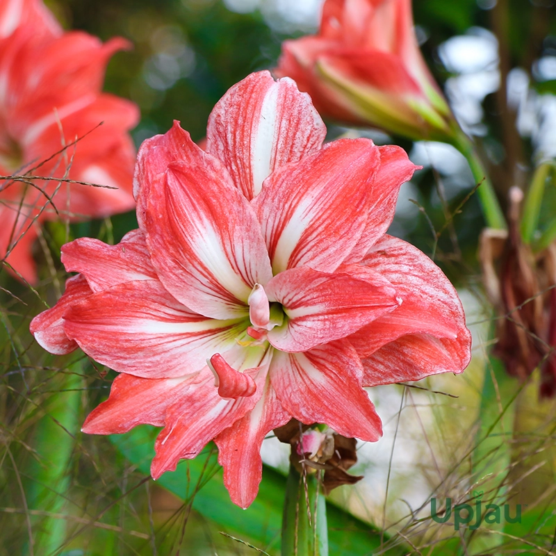 Large red amaryllis flower layered petals indoor plant