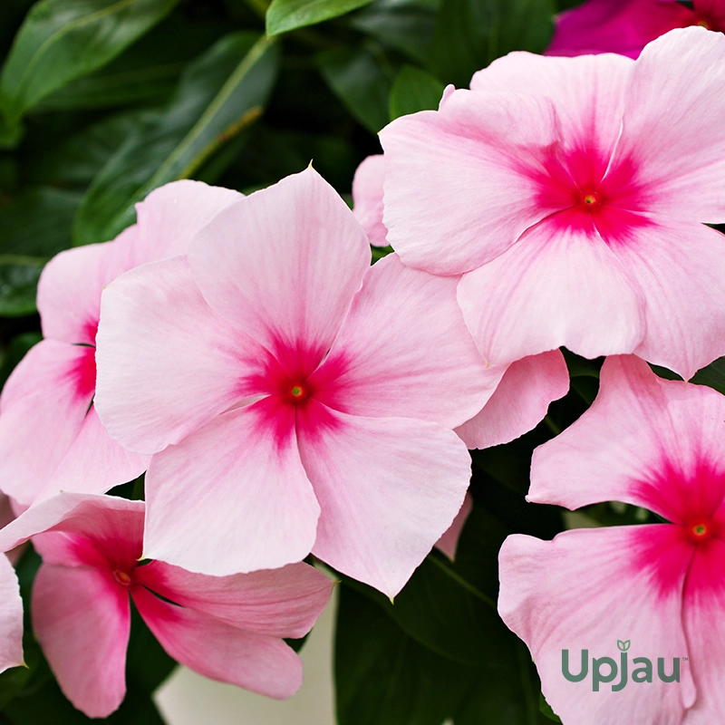 Rosy Periwinkle (Madagascar Periwinkle) flowering plant sapling