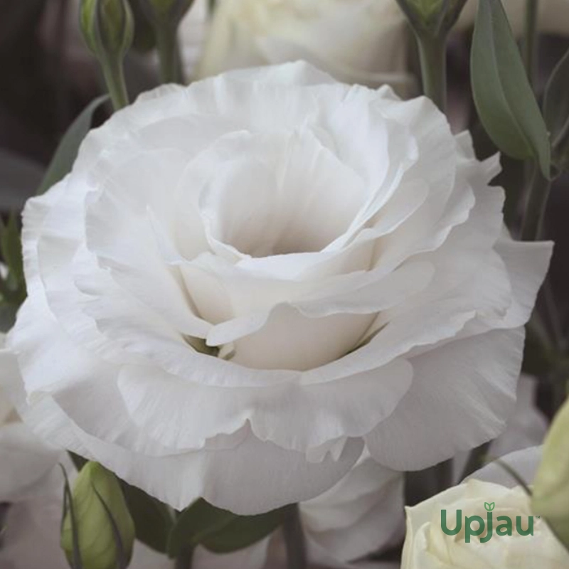 Lisianthus / Eustoma / Nandini Flower Plant (Sapling) Any color (1pcs) - Image 5