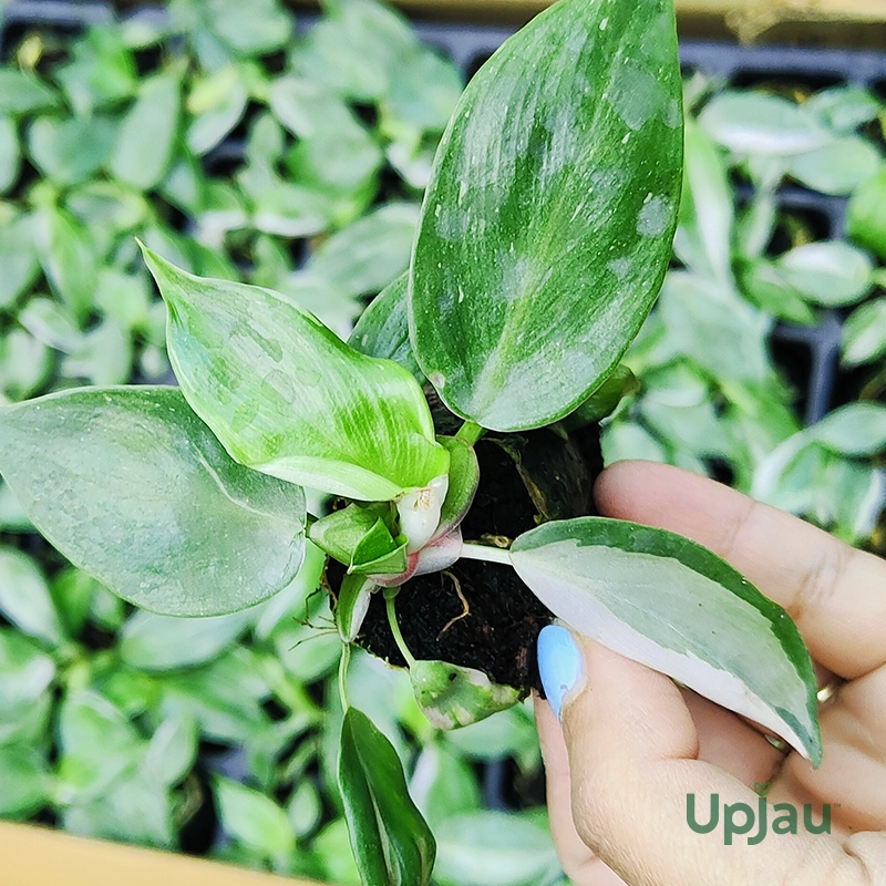 white-princess-philodendron-buy-online