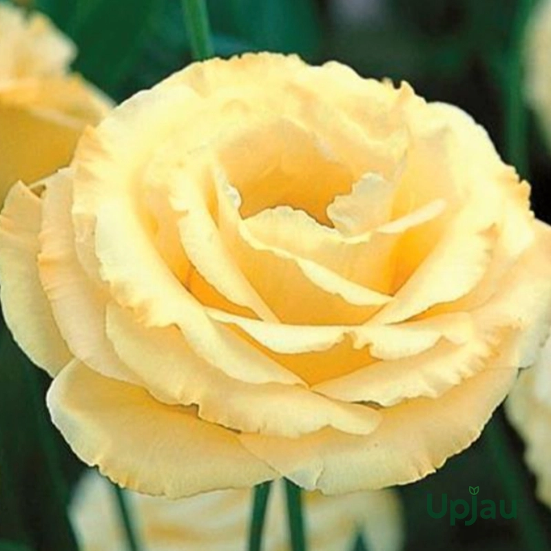 Lisianthus / Eustoma / Nandini Flower Plant (Sapling) Any color (1pcs) - Image 7