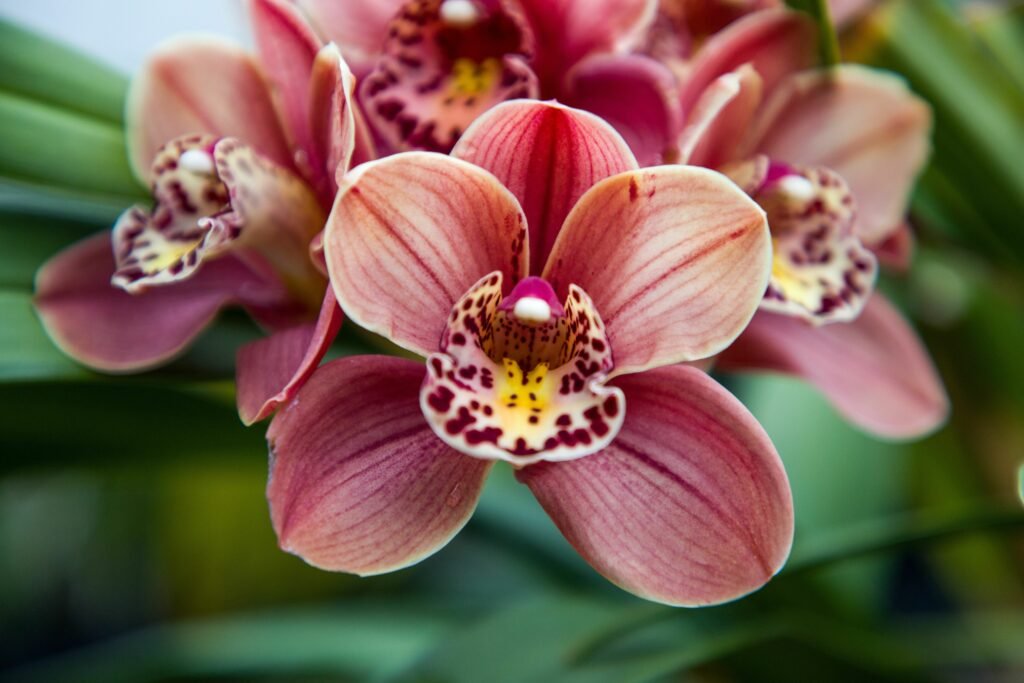 Closeup shot of a boat orchid cymbidium orchid plant in India