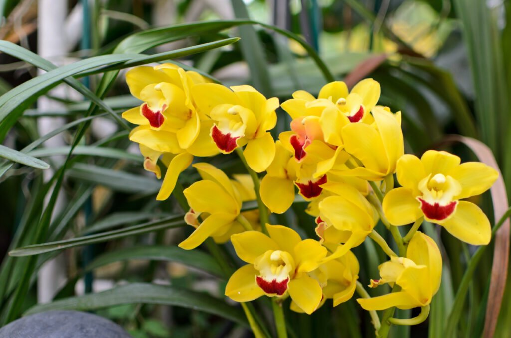 Yellow cymbidium orchid AdobeStock 60101312