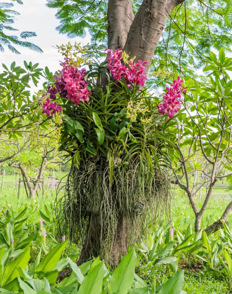 Pink vanda orchid Orchid vanda plant in India