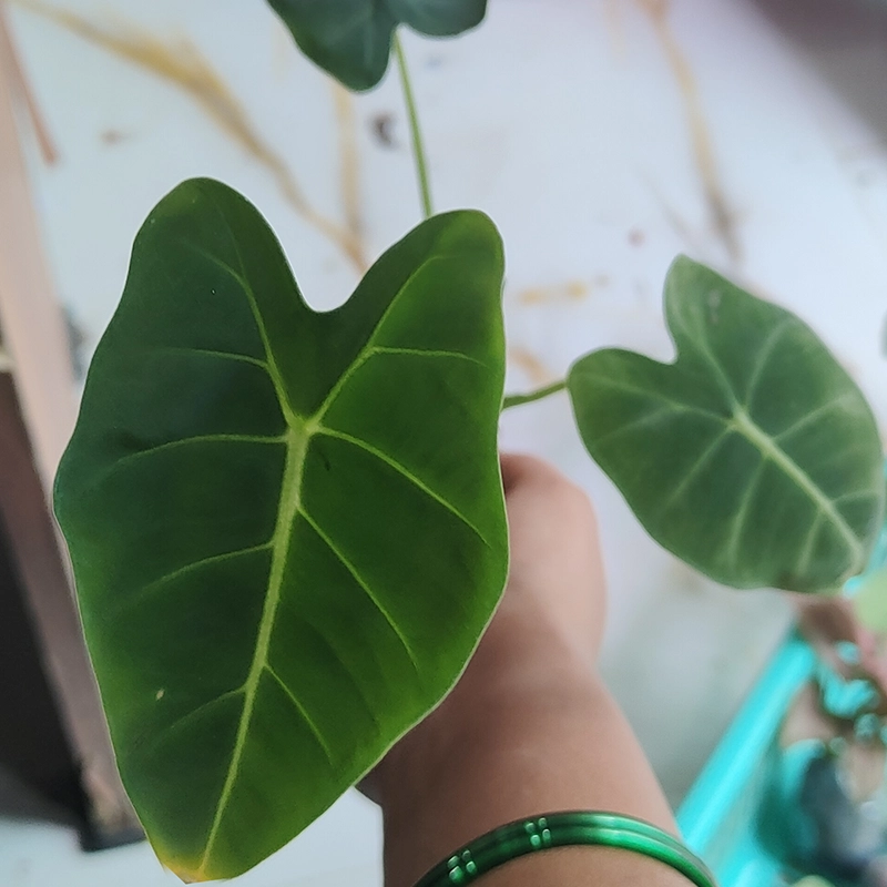 Alocasia Wentii Sapling - Image 2