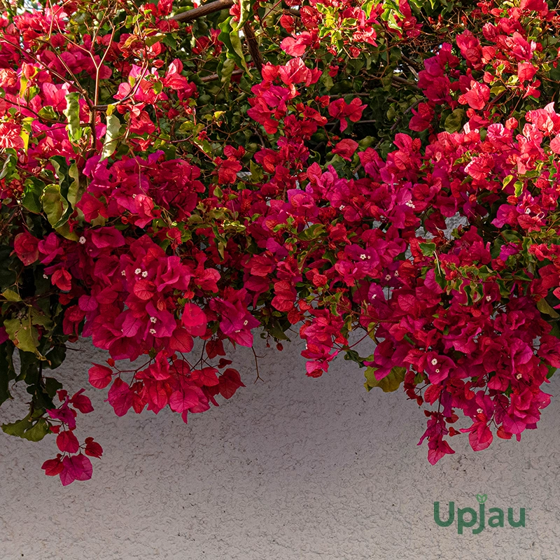 Bougainvillea Red Plant (Sapling) - Image 3