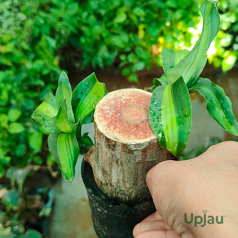 brazilian wood v