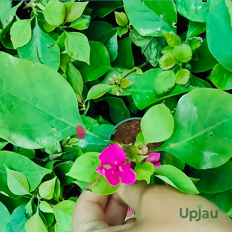 buy-dark-pink-bougainvillea-online-india