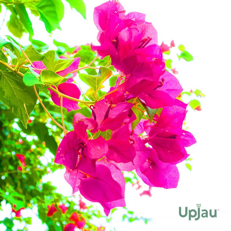 dark-pink-bougainvillea-flower-plant-upjau