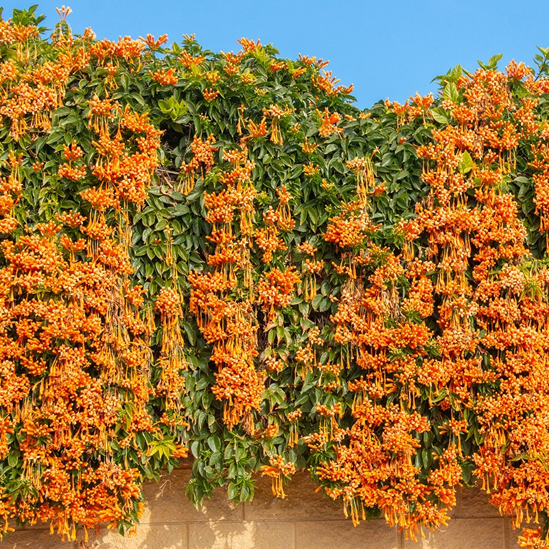 flame vine1