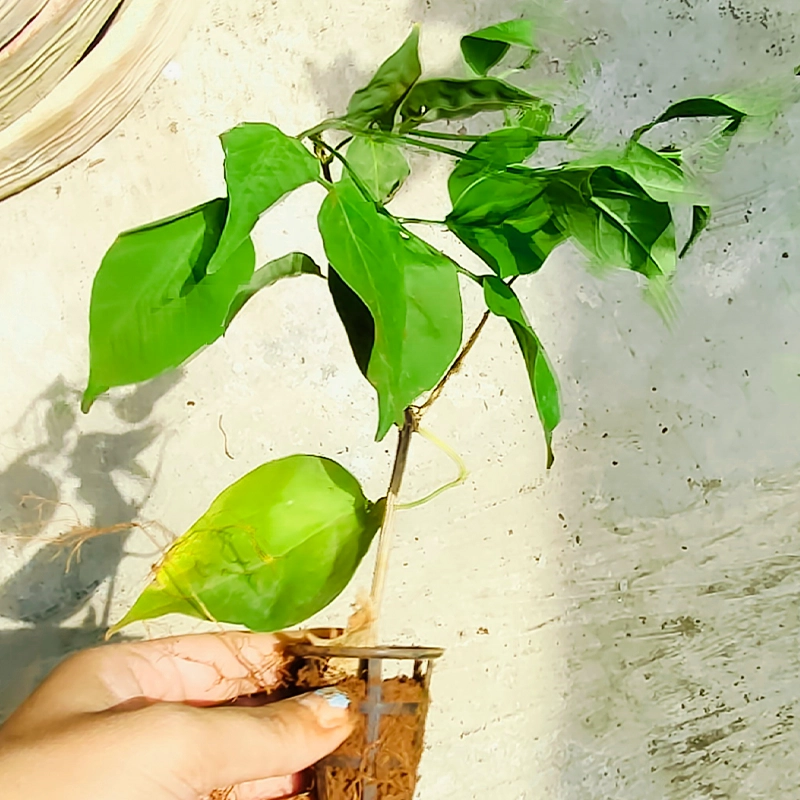 flame vine2