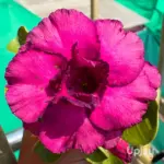 Adenium_Rosy