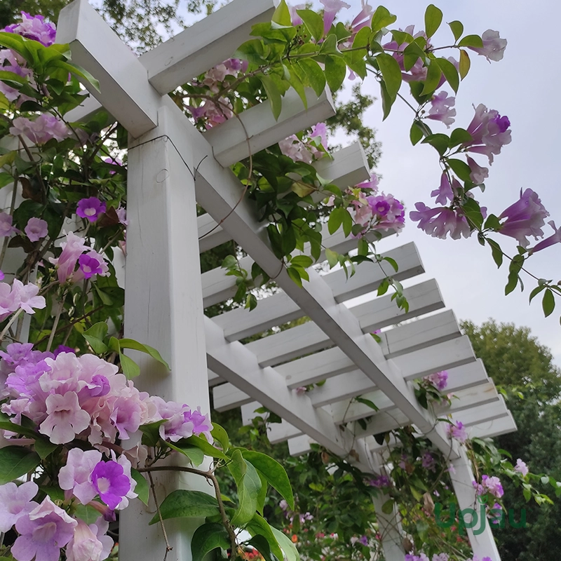 Garlic vine1