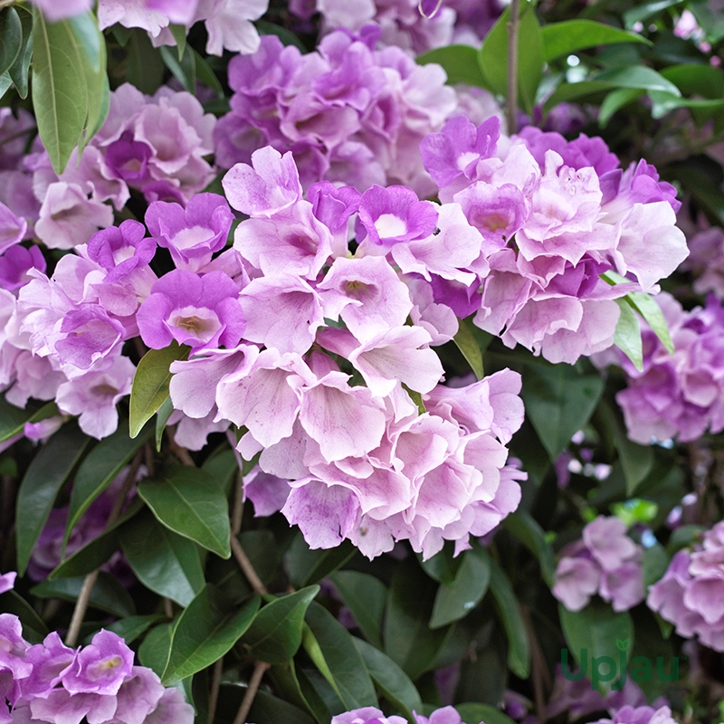 Garlic Vine Mansoa Alliacea Purple Flower Climber (Sapling) - Image 3