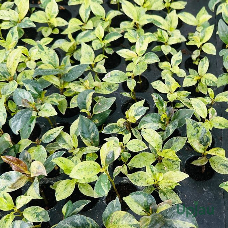 Rubber Lemon Plant Sapling