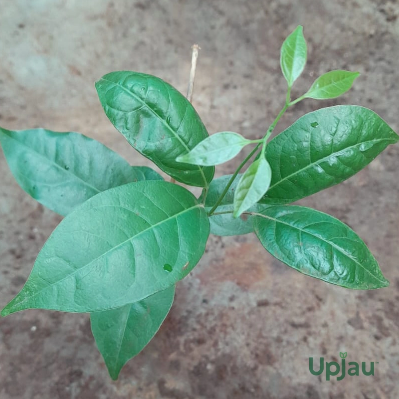 Sapling ginger