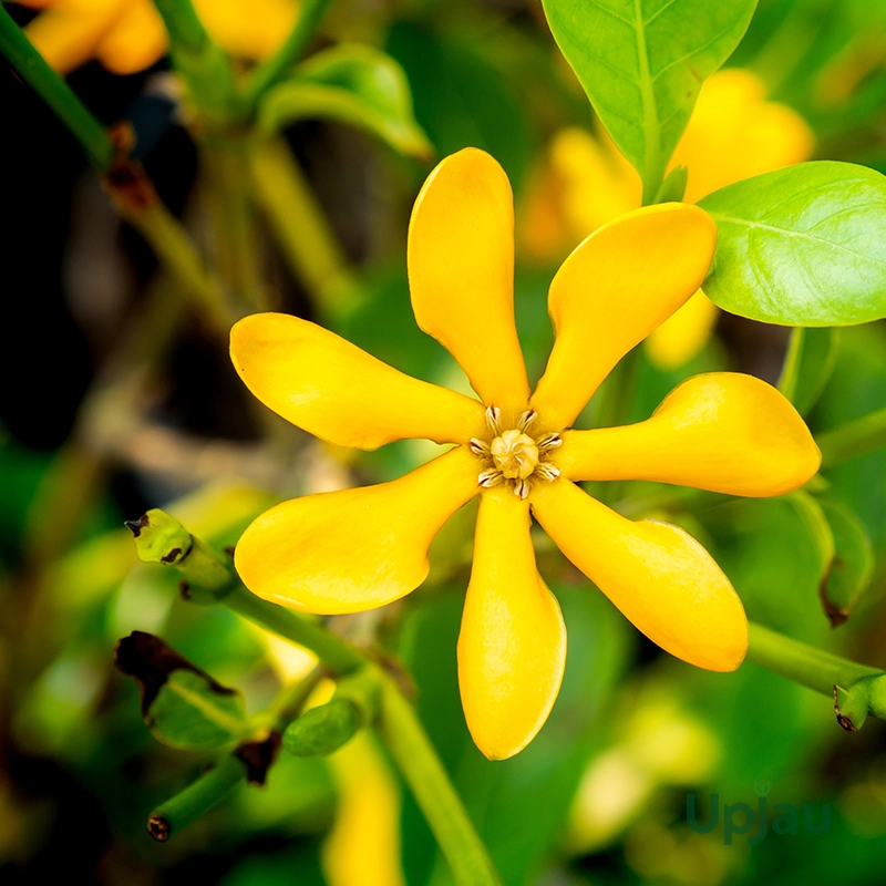 Yellow Gardenia1