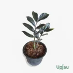 Black Raven ZZ Plant sapling with glossy dark purple-black leaves in nursery pot for indoor home decor