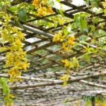 Golden Cascade Climber plant with bright yellow flowering clusters