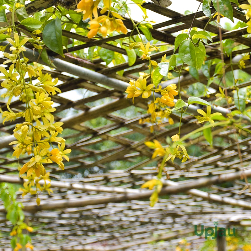 buy-golden-cascade-climber-plant-online-upjau