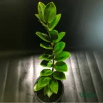 ZZ Plant sapling with glossy green leaves in nursery pot for indoor home and office décor