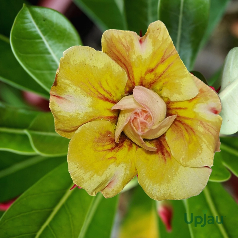 Adenium_198