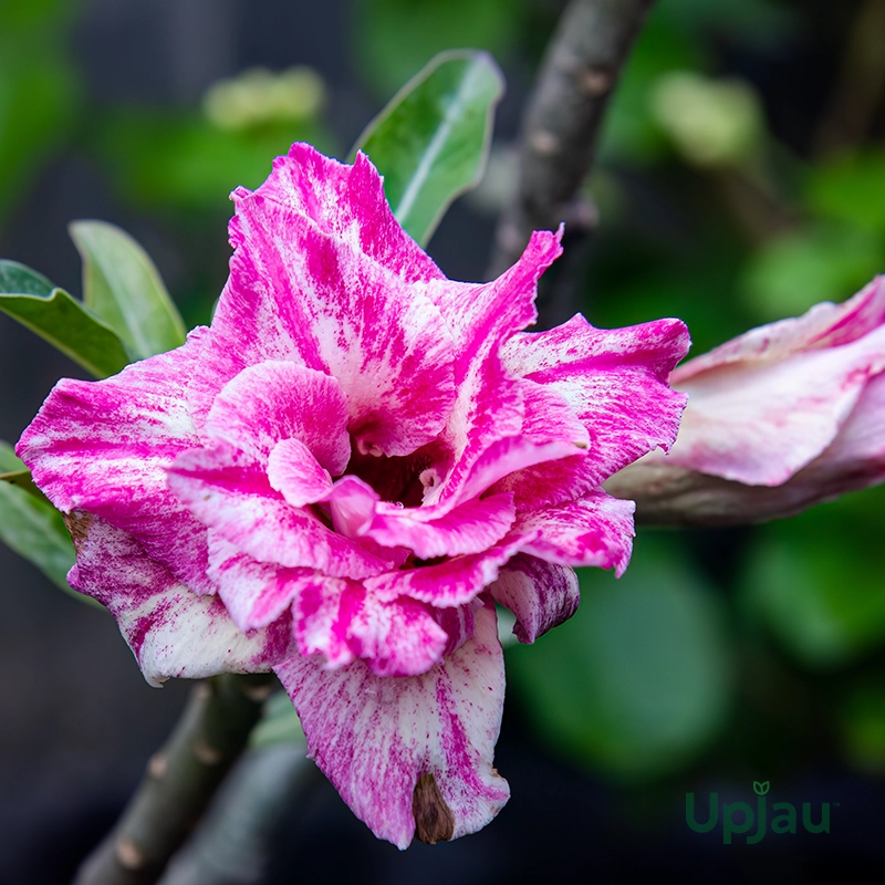 Adenium Triple Petal Hot Pink Color Grafted Plant