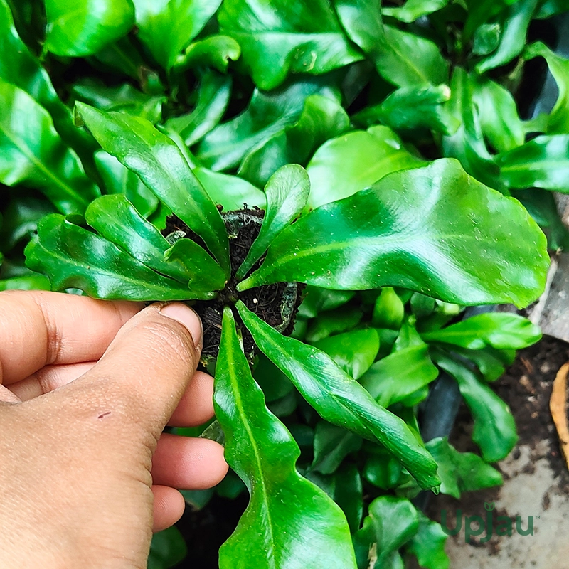Bird nest fern 2