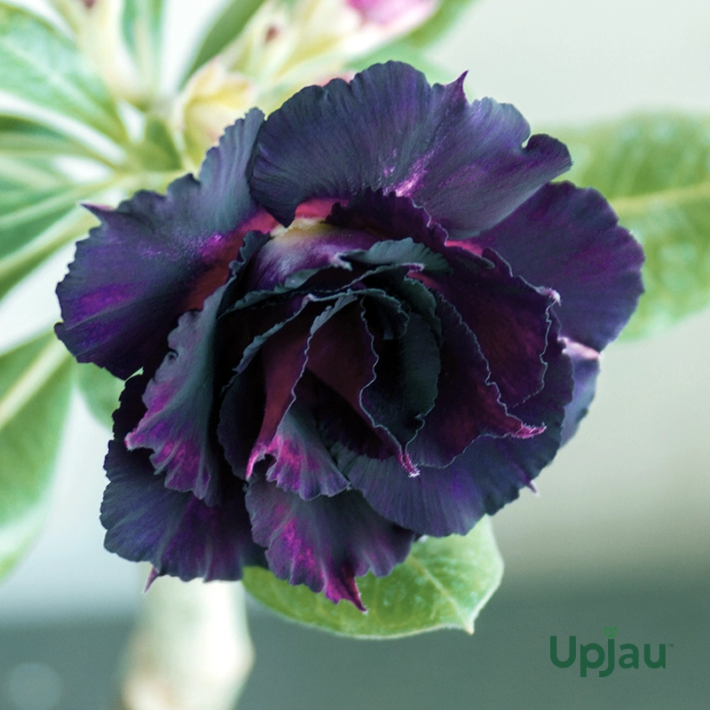Adenium Plant Rosy Grafted (Triple Petal Purple Black) - Image 3