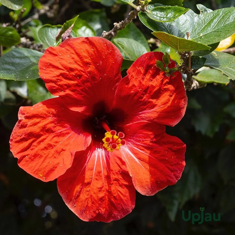 orange-hibiscus-plant-gulhad-viceroy-online-india